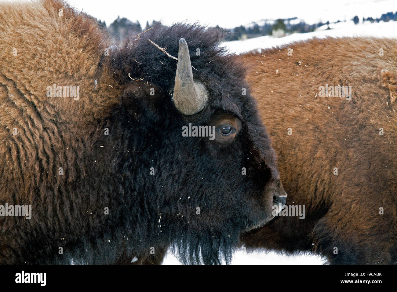 Nahaufnahme des Bisons im Winter im Yellowstone National Park, Montana, USA Stockfoto