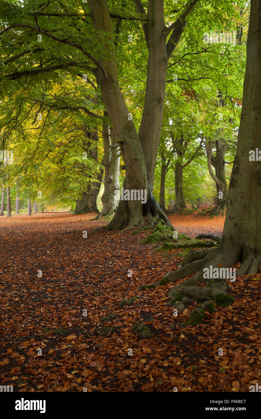 Die alte Buche Baum Allee innerhalb Harlestone Tannen am Rande des Northampton im späten Oktober, Northamptonshire, England Stockfoto
