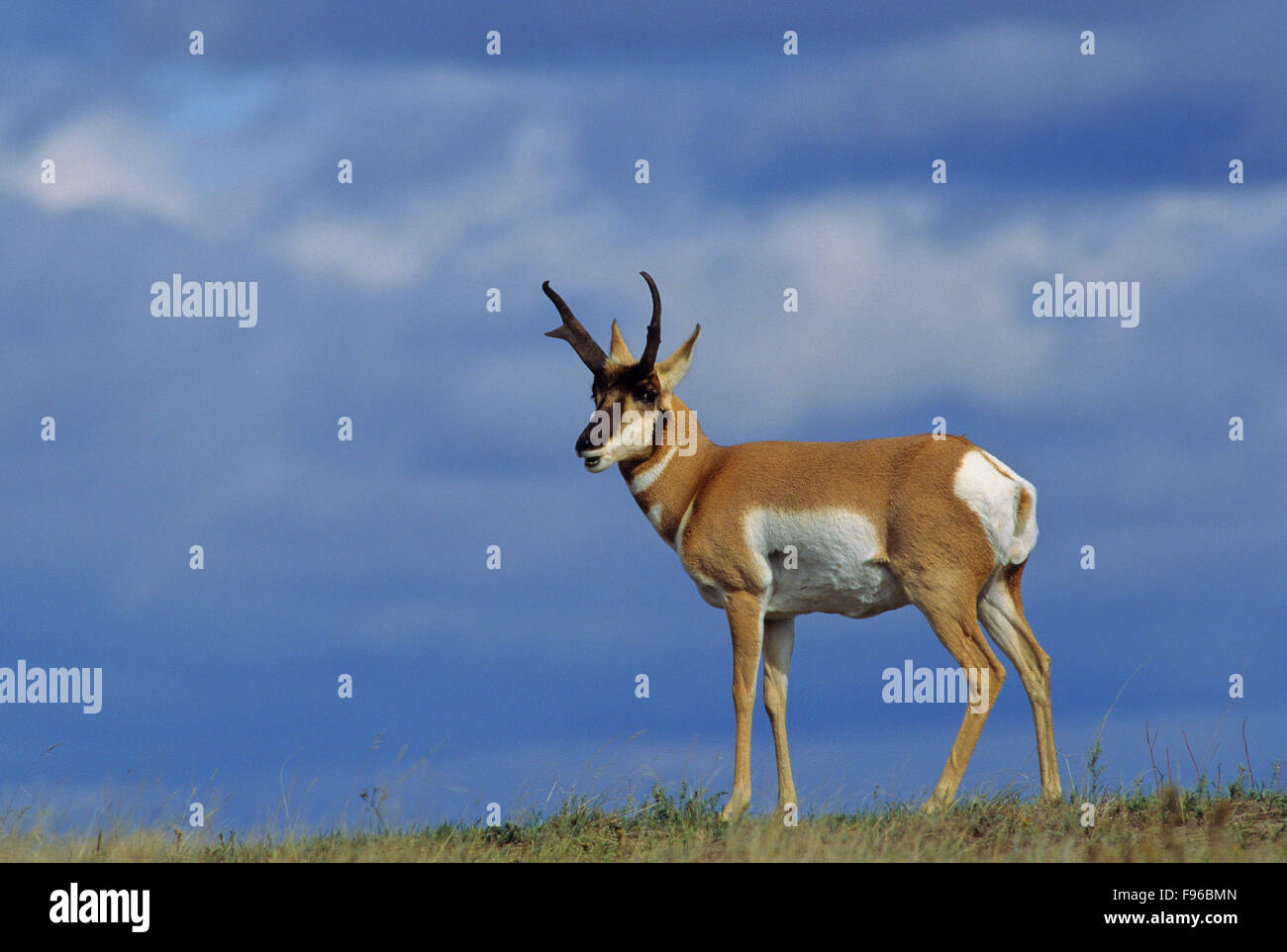 Gabelbock (Antilocapra Americana) erwachsenen männlichen. Bevorzugen Sie offenes Gelände in Höhenlagen zwischen 900 – 1.800 m (3.000 – 5.900 ft). Essen ein Stockfoto