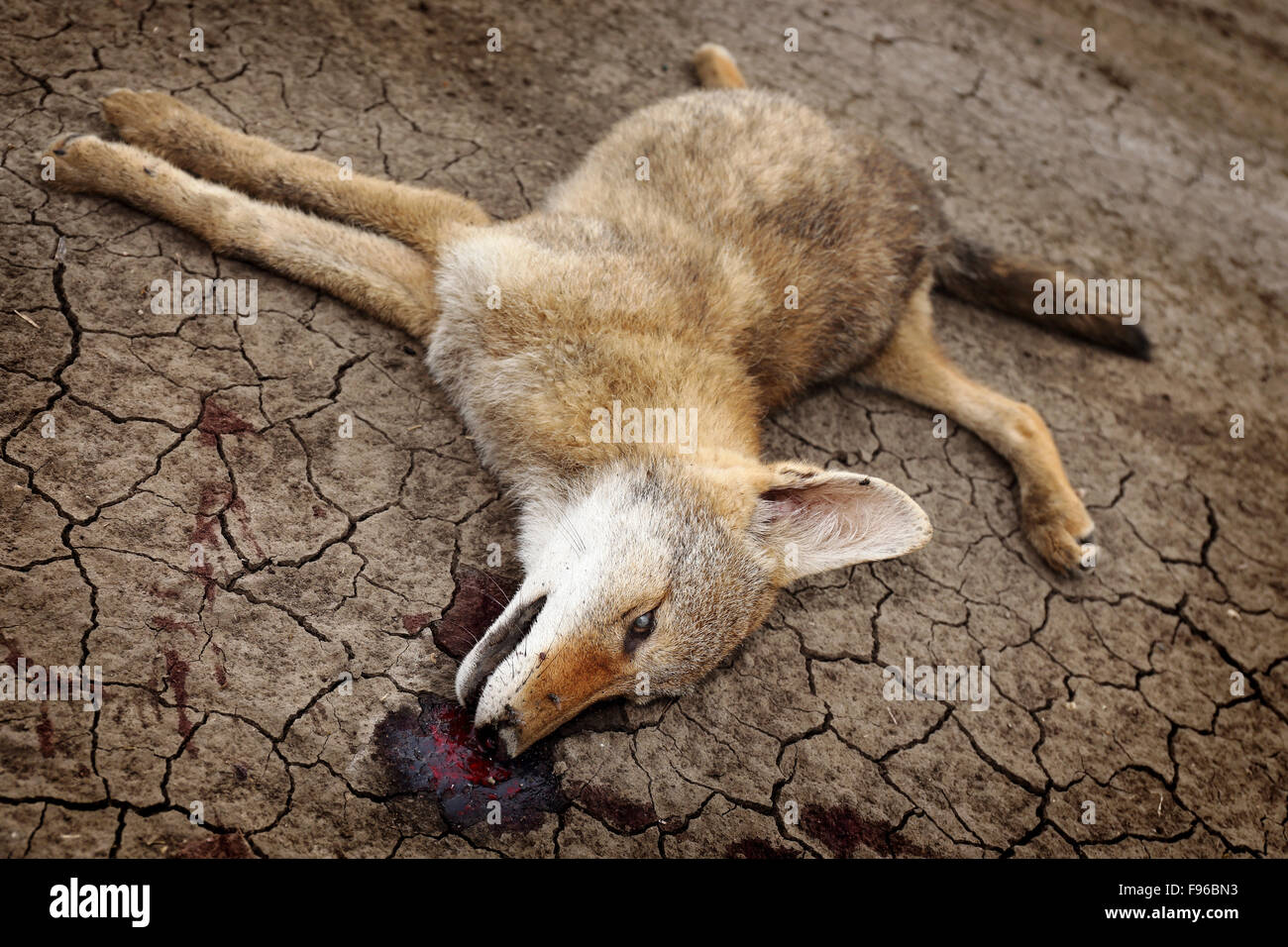 Toter Kojote Canis Latrans Stockfotos Und Bilder Kaufen Alamy