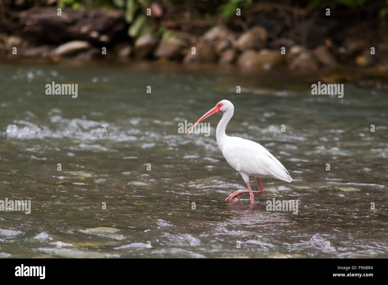 Weißes Ibis, Eudocimus Albus, Angeln im Fluss, die Halbinsel Osa, Costa Rica Stockfoto Weißes Ibis, Eudocimus Albus, Angeln im Fluss, die Halbinsel Osa, Costa Rica Stockfoto