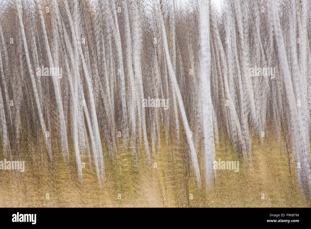 Auszug aus Birken (Betula Papyrifera), Sudbury, Ontario, Kanada Stockfoto