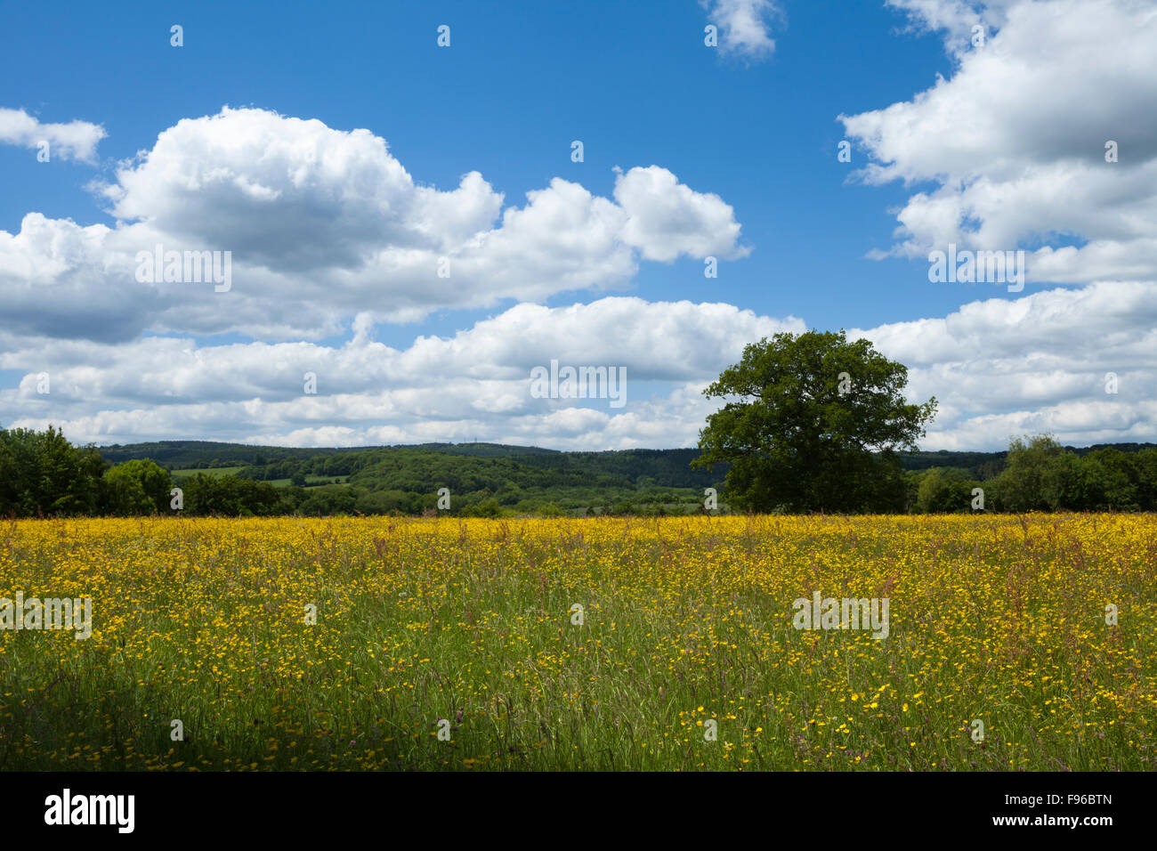 Wildblumenwiese im Sommer und in der Regel bewaldete Landschaft der Forest of Dean darüber hinaus, Gloucestershire, England Stockfoto