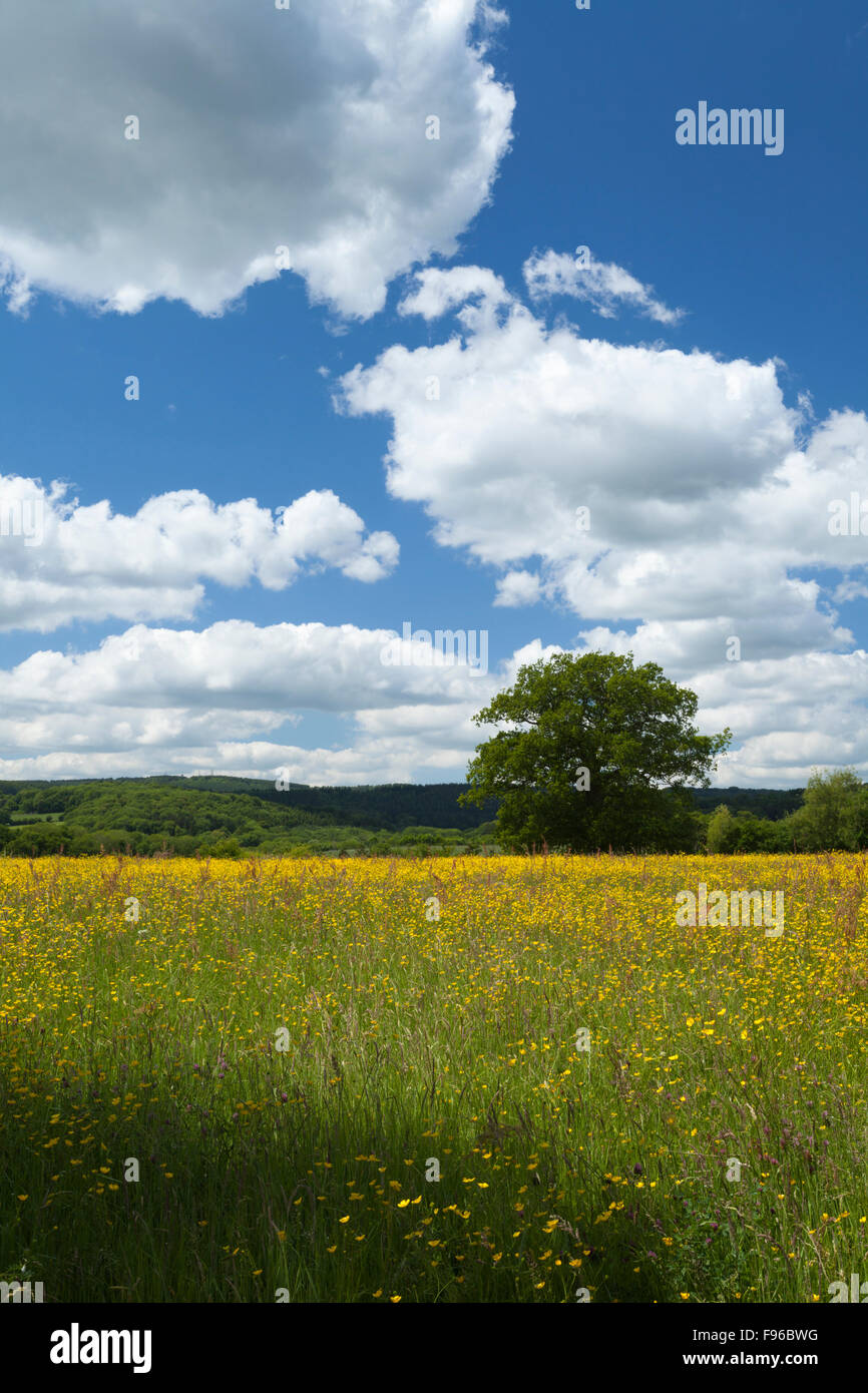 Wildblumenwiese im Sommer und in der Regel bewaldete Landschaft der Forest of Dean darüber hinaus, Gloucestershire, England Stockfoto