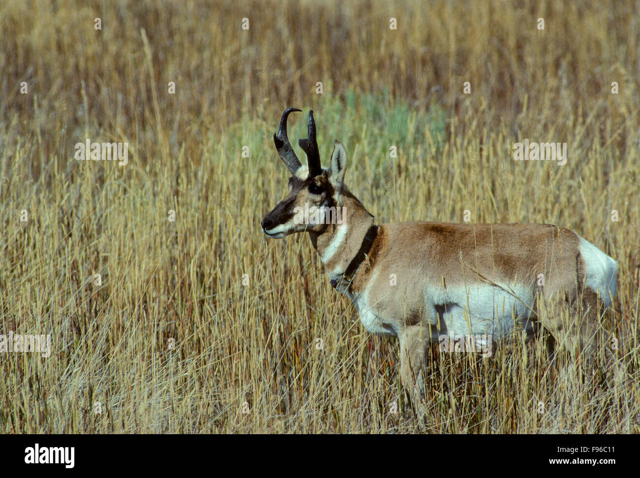 Gabelbock (Antilocapra Americana) erwachsenen männlichen tragen Radio Kragen. Schnellste Landsäugetier in der westlichen Hemisphäre. Weltweit es Stockfoto