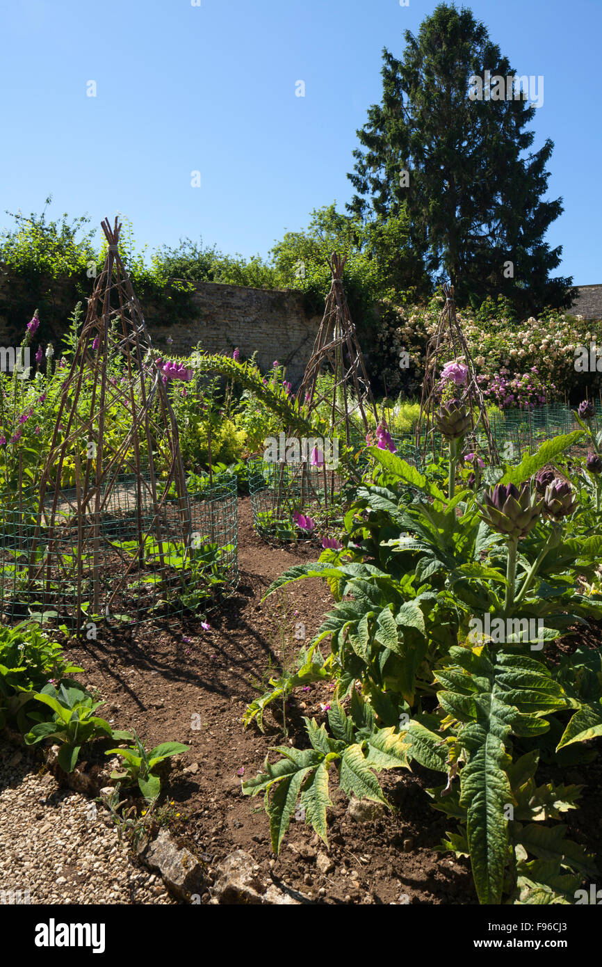 Fingerhut und süße Williams, neben Artischocken und Weide wächst Zuckerrohr Tipi innerhalb der Gemüse Garten Rousham House, Oxfordshire, England Stockfoto