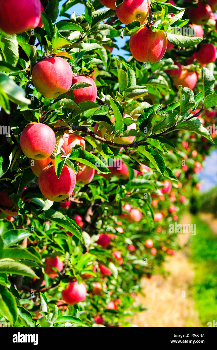 Gala Äpfel in einem Obstgarten in Oliver, British Columbia. Stockfoto