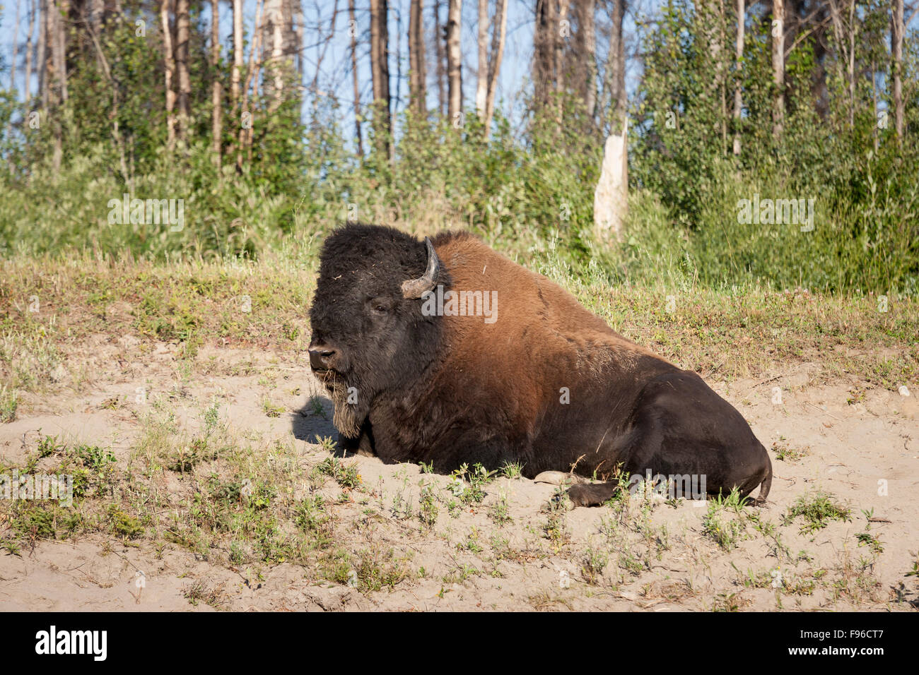 Kostenlose roaming wilden Holz Bisons (Bison Bison Athabascae) über den Alaska Highway am Liard Hotsprings Provincial Park, Brite/Britin Stockfoto