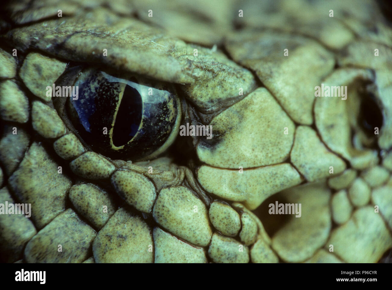 Prärie-Klapperschlange (Crotalus Viridis) Erwachsene (Western & Plains Klapperschlange) Auge. Die Pupille ist eine vertikalen Form im Gegensatz zu Stockfoto