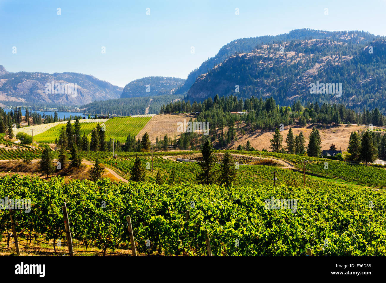 Zeilen der Trauben im Weinberg an Liquidität in Okanagan Falls, British Columbia. Stockfoto