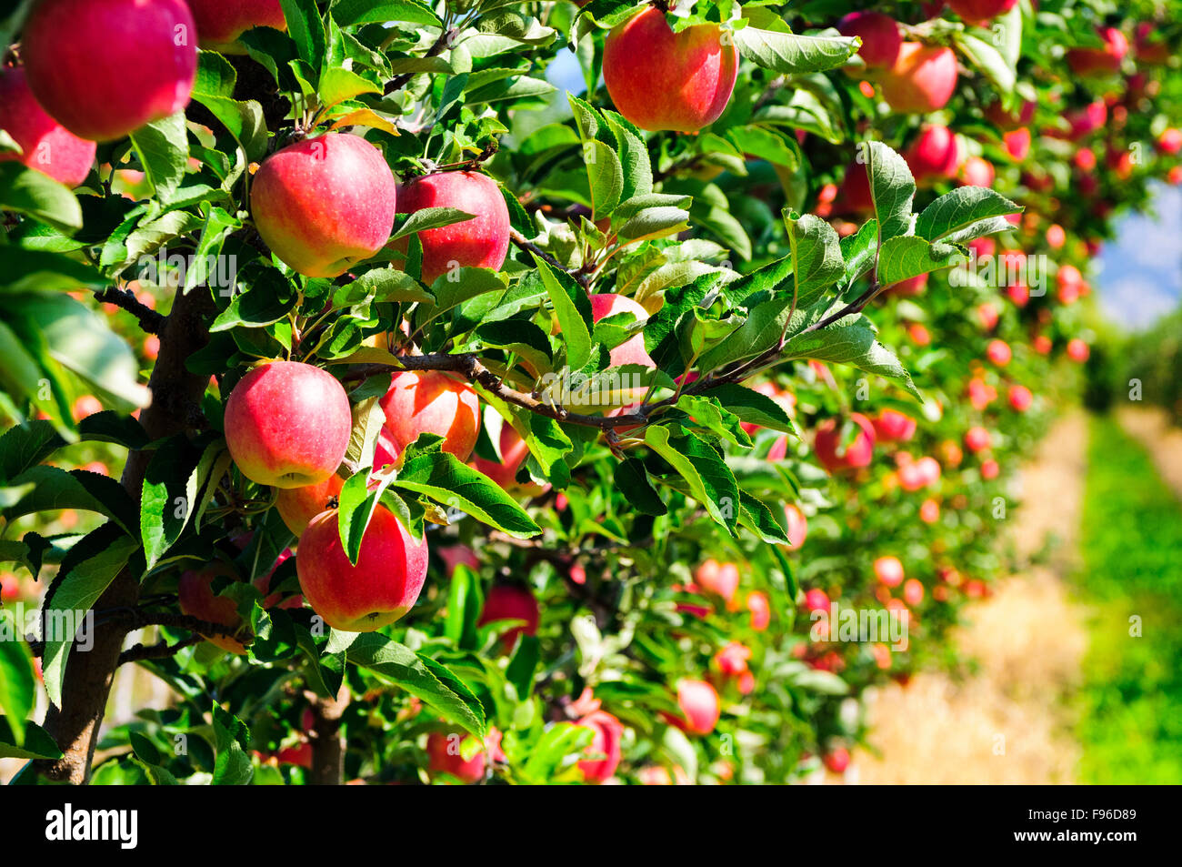 Gala Äpfel in einem Obstgarten in Oliver, British Columbia. Stockfoto