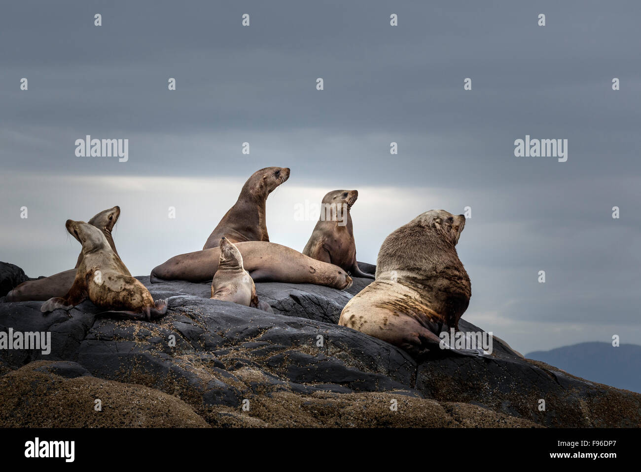 British Columbia, Kanada, zentrale BC Küste, Steller Seelöwen, Eumetopias Jubatus, Stockfoto