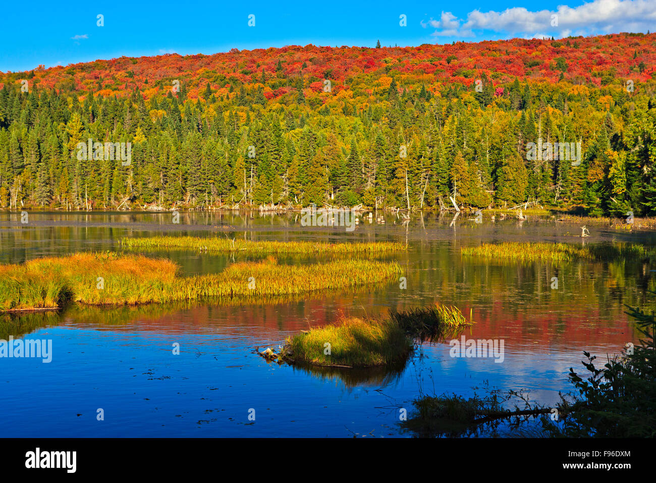 Fallen Reflexionen am Lac des Cypres entlang Highway 3 im Parc national du Mont Tremblant, ein Provincial Park von Quebec Stockfoto