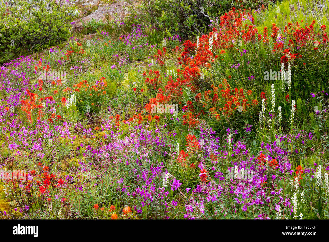 British Columbia, Kanada, Chilcotin Region, Alpenblumen, roten Pinsel, Castilleja Miniata Laubbaumarten Weidenröschen, Stockfoto