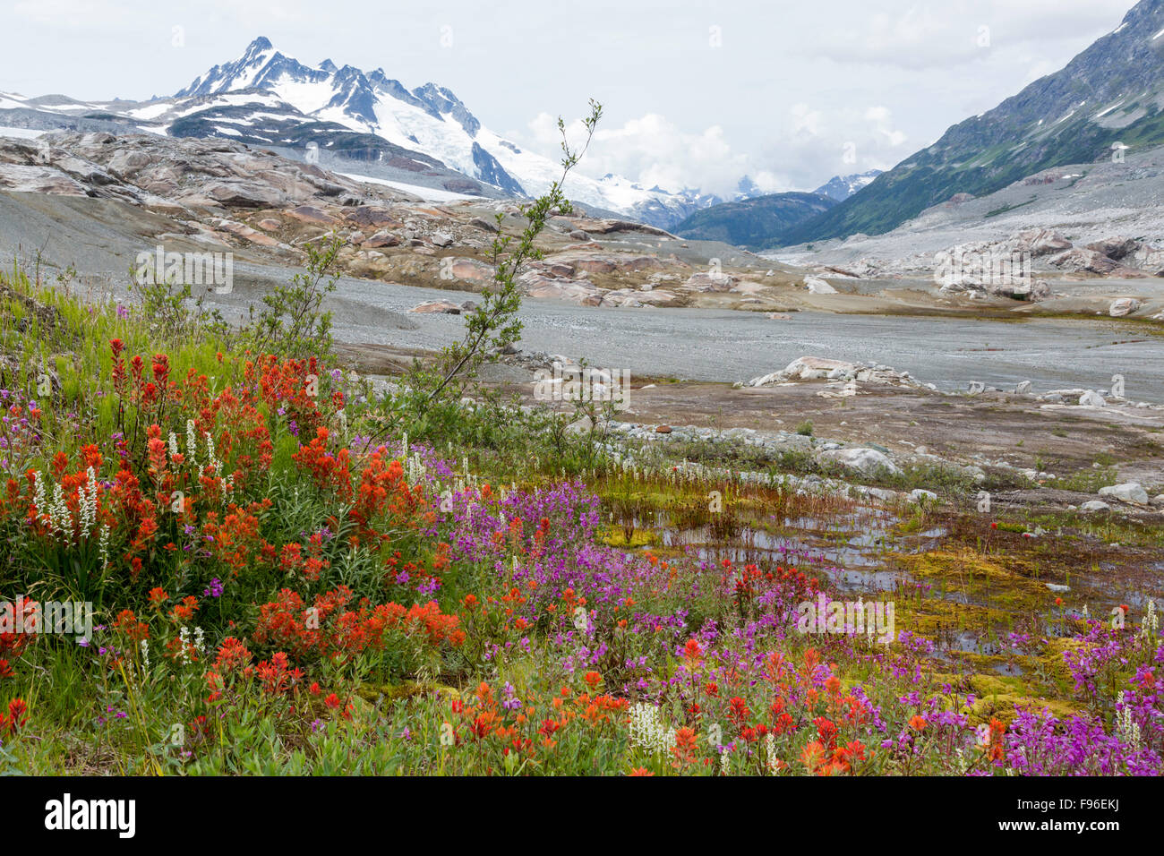 British Columbia, Kanada, Chilcotin Region, Castilleja Miniata Moränenlandschaft, erste Generation Vegetation, roten Pinsel Stockfoto