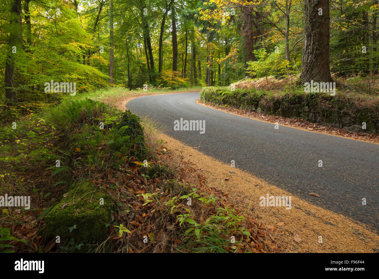 Die schwungvolle Kurve von einem schmalen Waldweg im Herbst, in der Nähe der Llandogo im Wye Valley, Monmouthshire, Wales, UK. Stockfoto