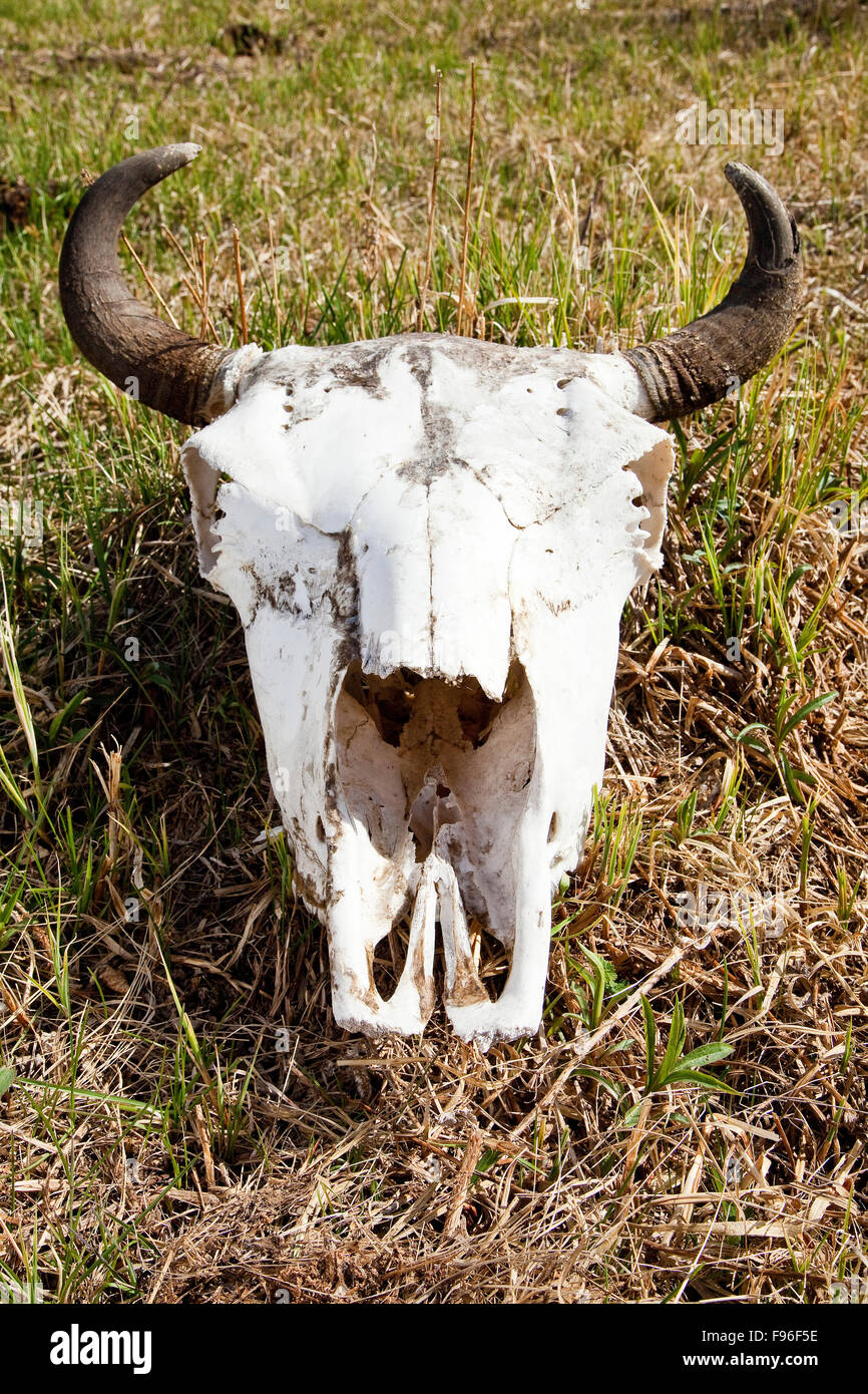 Bison Schädel Verlegung in ein Feld Elk Island National Park, Alberta, Kanada Stockfoto