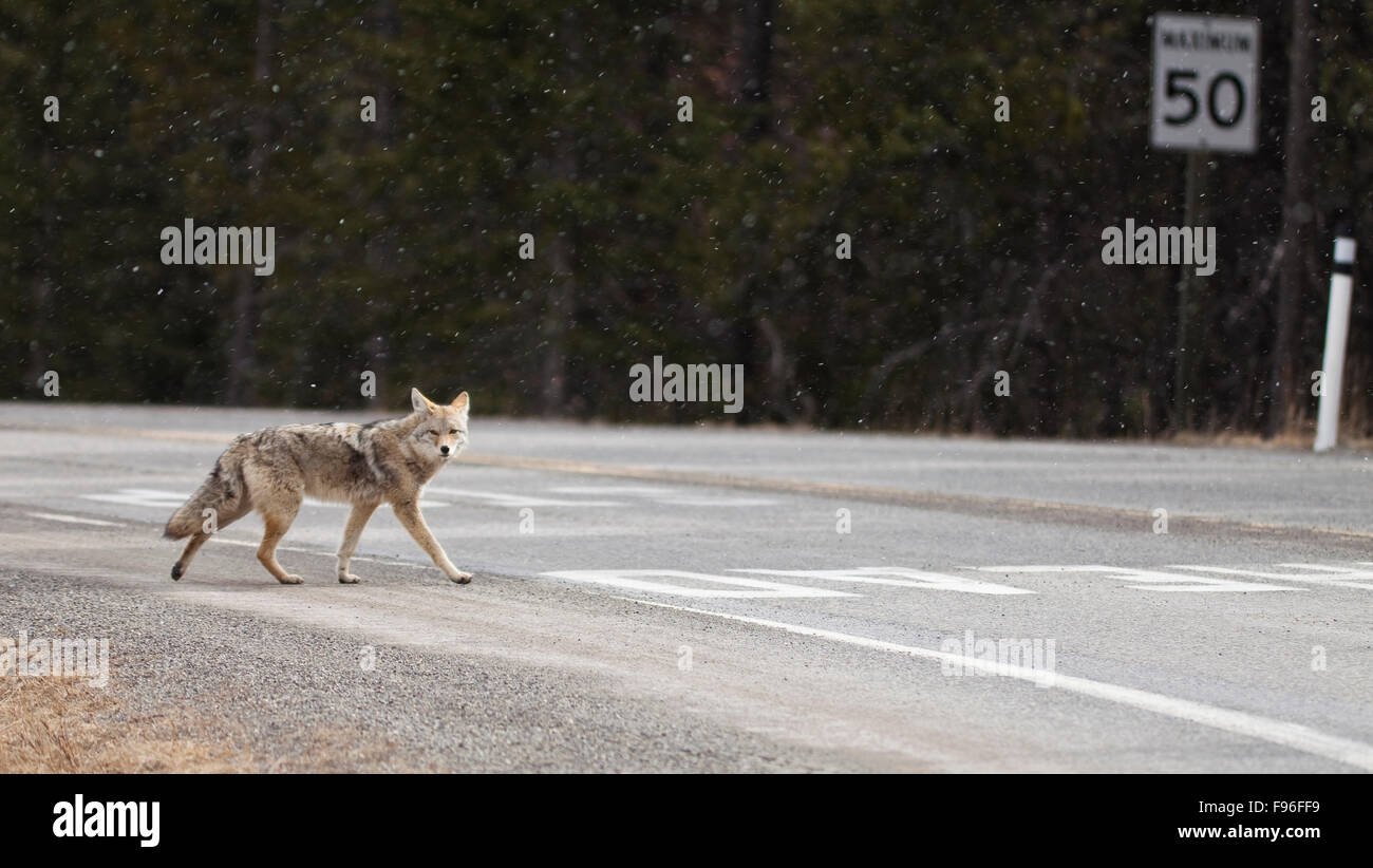 Coyote, Canis Latrans, überqueren einer Straße in den Rocky Mountains, British Columbia, Kanada Stockfoto