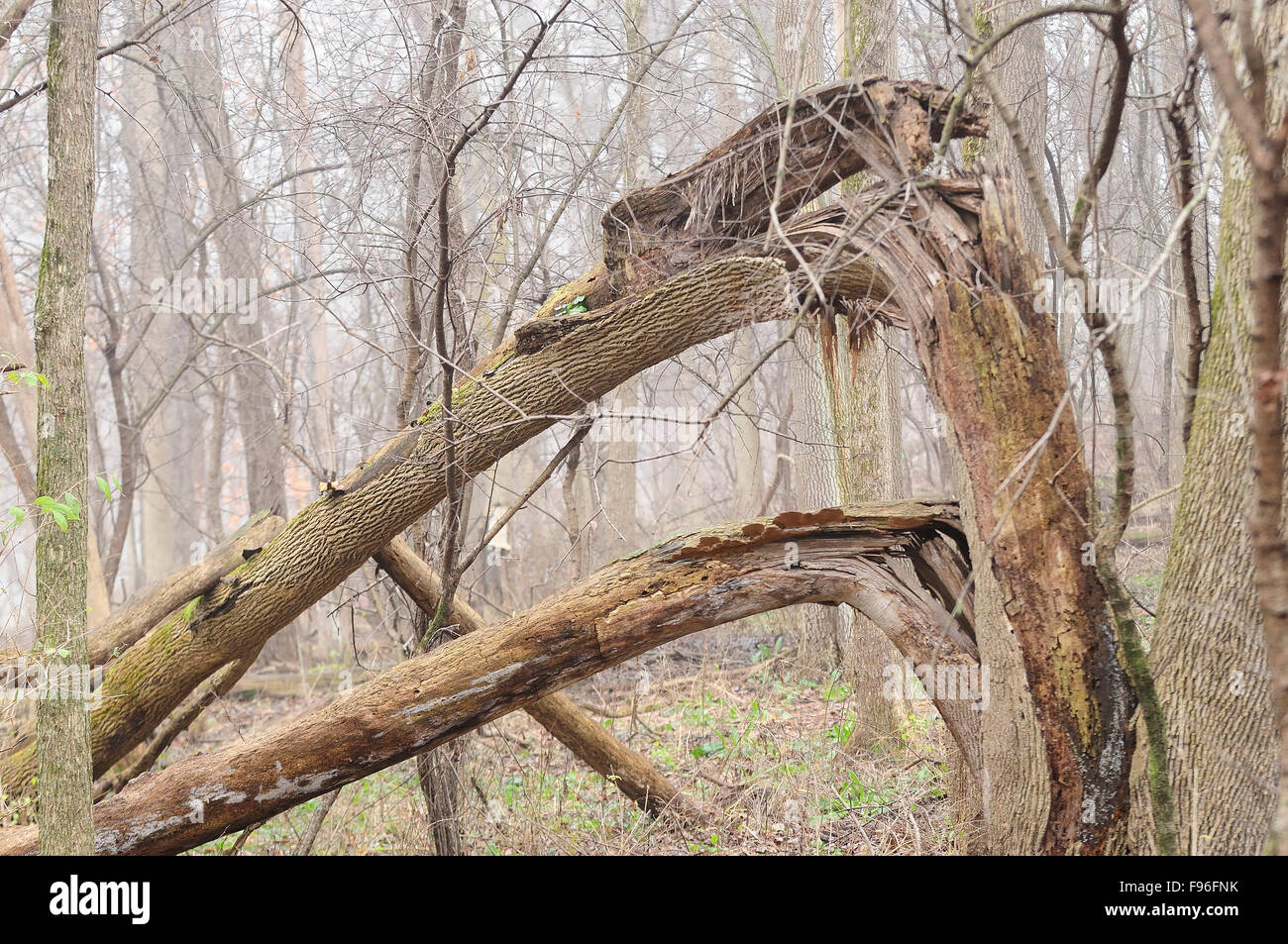 Baumstamm im nebligen Wald Stockfoto