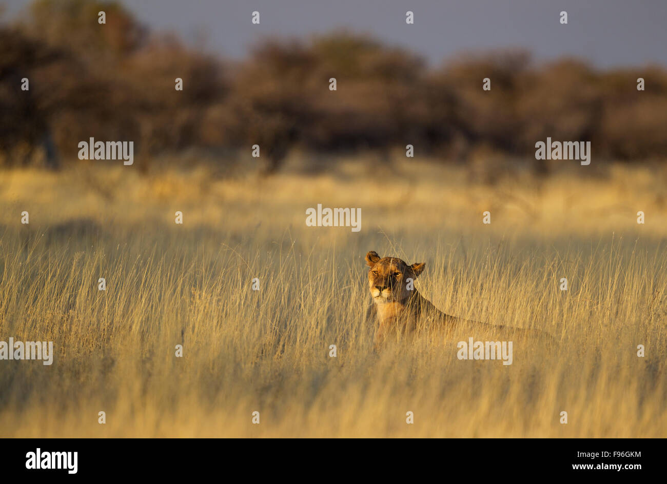 Löwe (Panthera Leo), ruhen weiblich, Löwin in den frühen Morgenstunden im hohen Grass, Etosha Nationalpark, Namibia Stockfoto