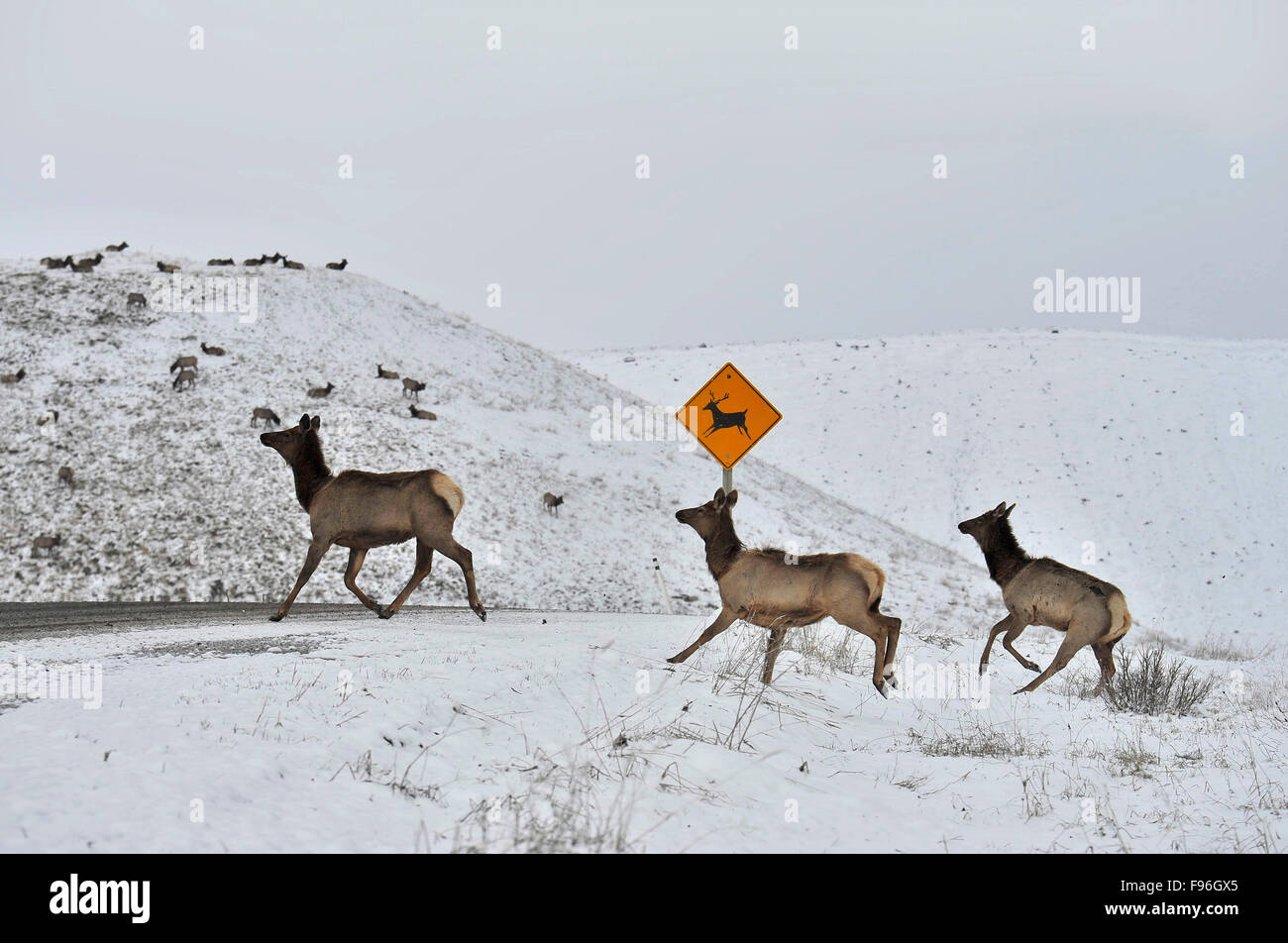 Eine Herde von Elk Kühe, Cervus Elaphus, überqueren die Straße am Animal Crossing Schild, Warnung Autofahrer der Tiere auf der Fahrbahn in Stockfoto