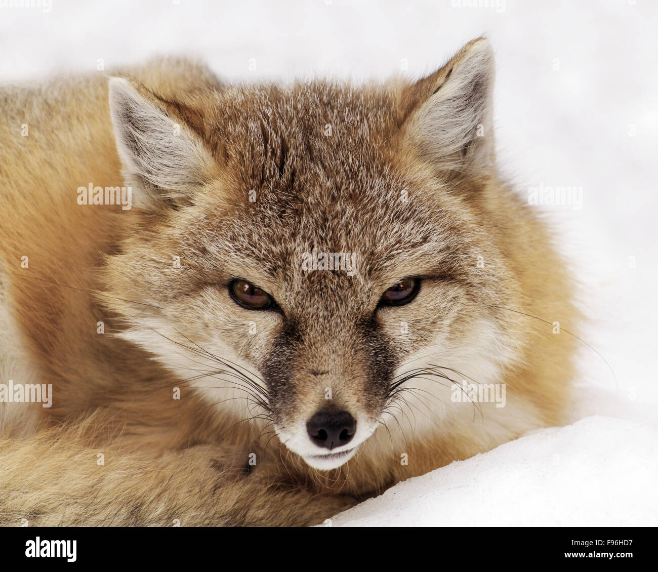 Ein Swift-Fuchs (Vulpes Velox) ruht auf dem Schnee in Saskatoon Stockfoto