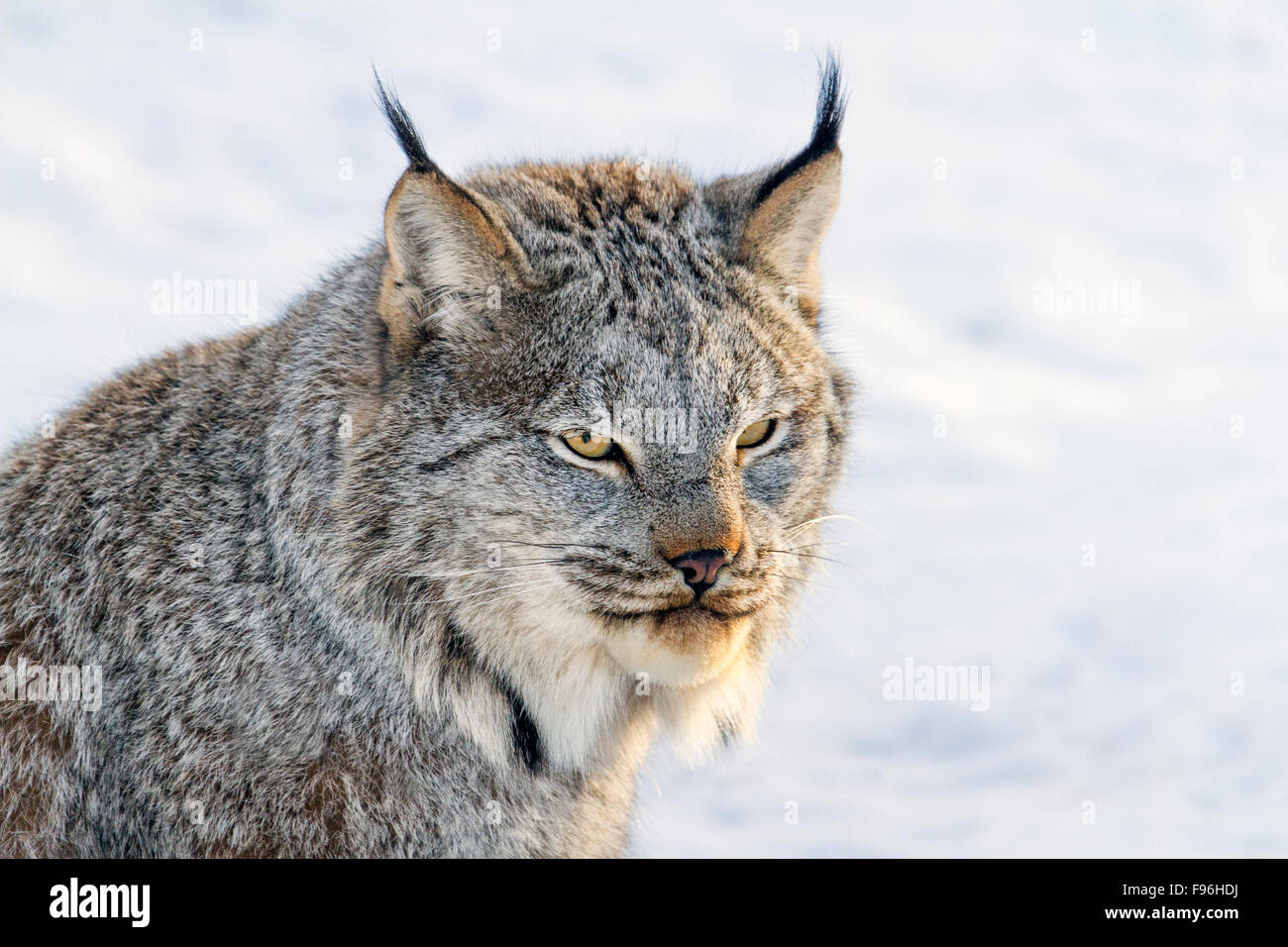 Ein Kanada-Luchs (Lynx Canadensis) in den Schnee während des Winters in Saskatoon, Saskatchewan Stockfoto