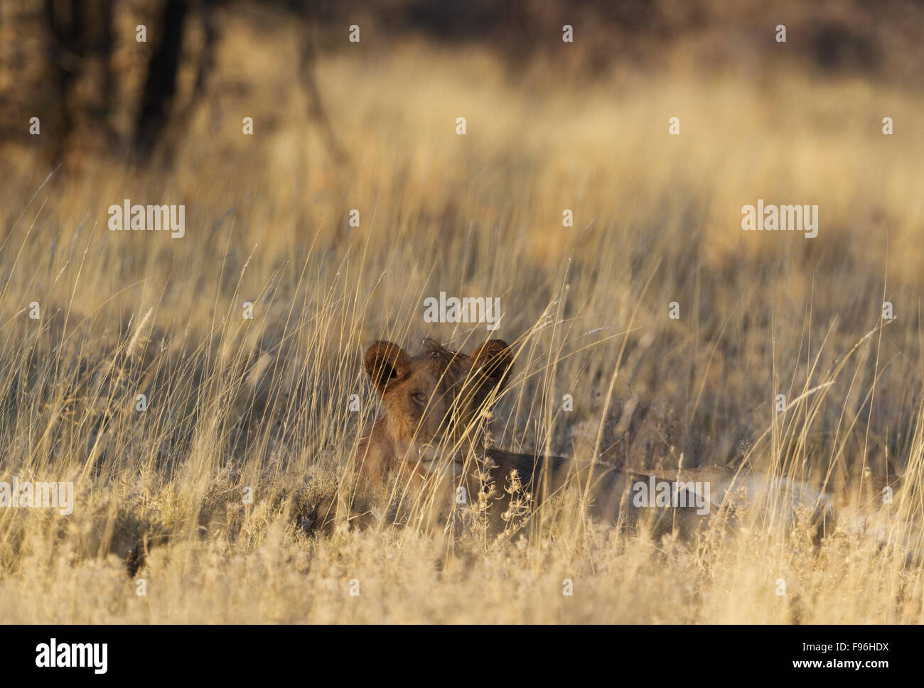 Löwe (Panthera Leo), ruhen weiblich, Löwin in den frühen Morgenstunden im hohen Grass, Etosha Nationalpark, Namibia Stockfoto