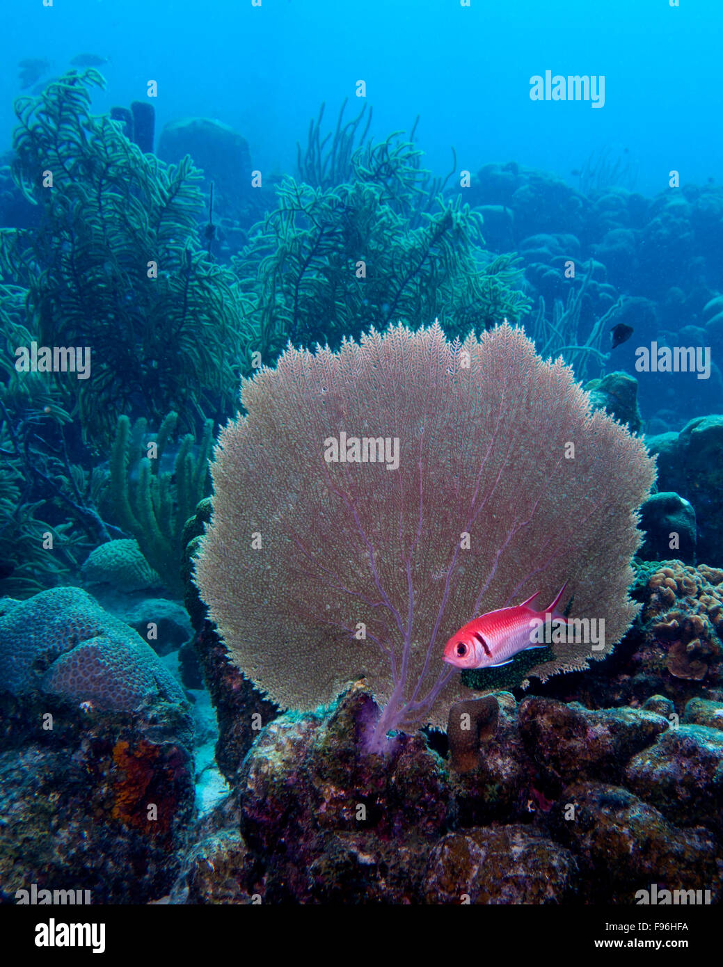 Ein Balken Soldatenfische verbirgt sich unter ein Fan Korallen in den tropischen Gewässern von Bonaire in der Karibik Stockfoto