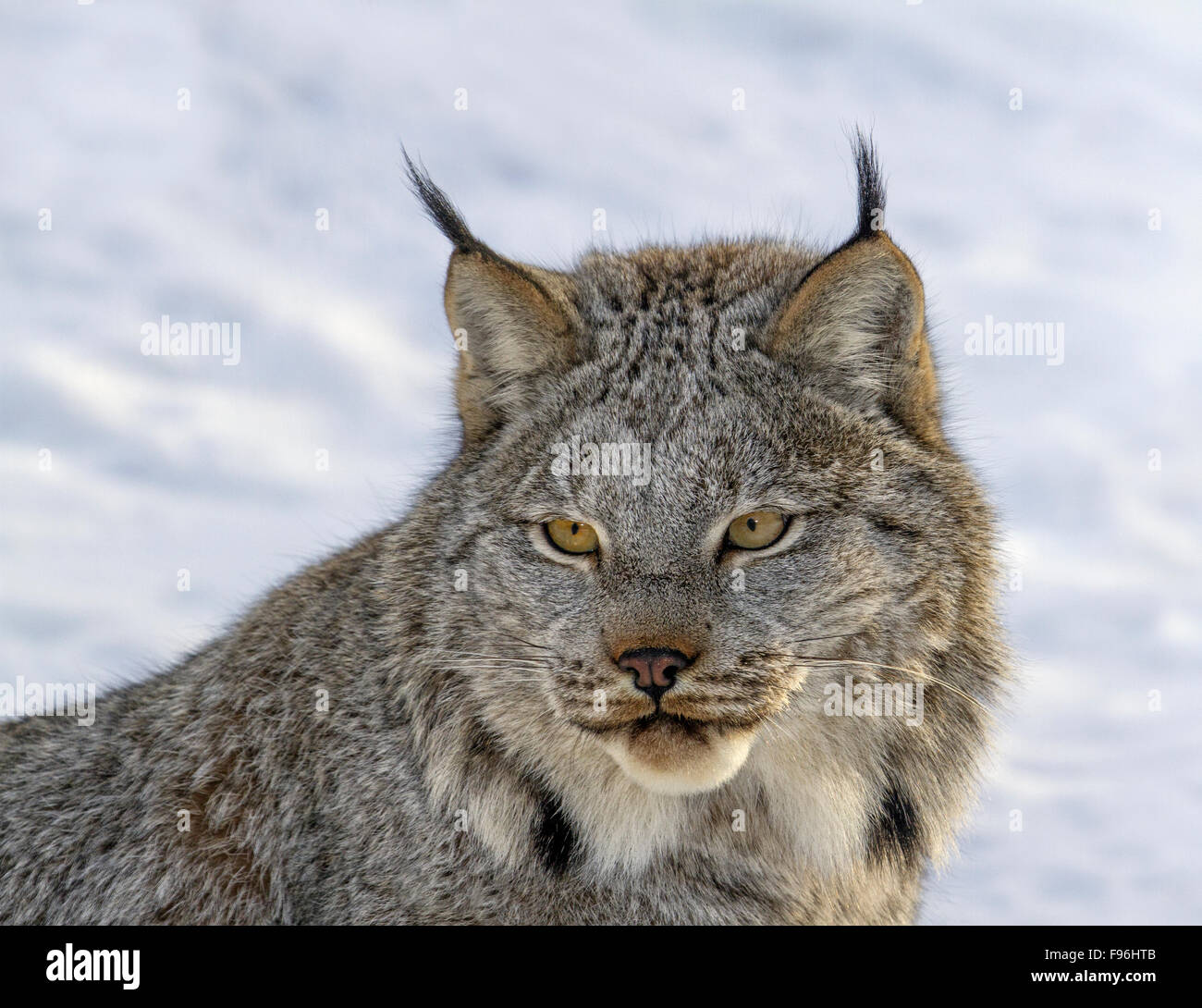 Ein Kanada-Luchs (Lynx Canadensis) in den Schnee während des Winters in Saskatoon, Saskatchewan Stockfoto