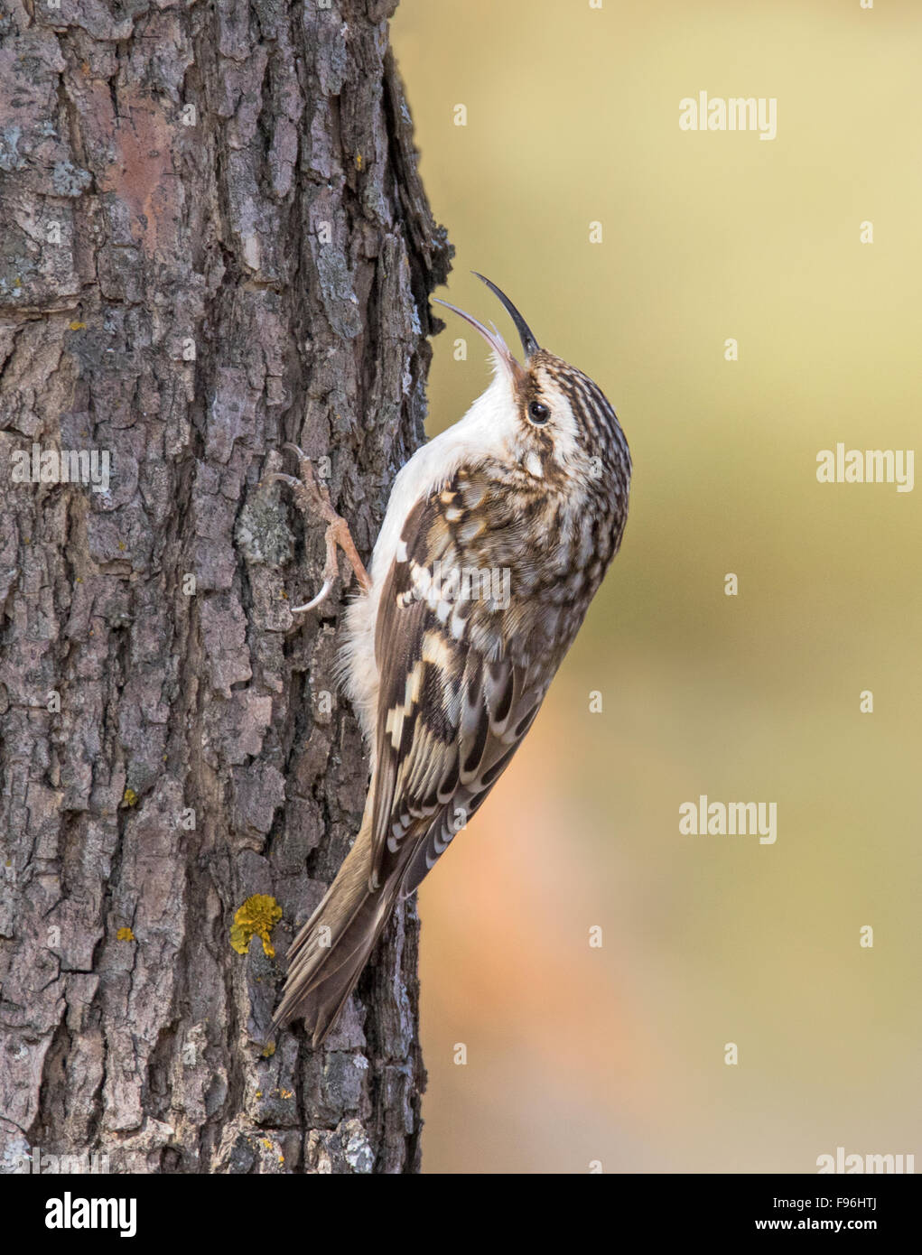 Braun Creeper, Certhia Americana, Skalierung einer Jack Kiefer in Saskatoon, Saskatchewan, Kanada Stockfoto