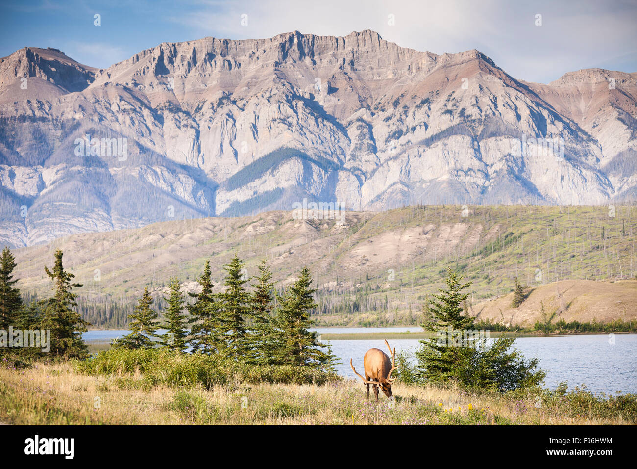 Rocky Mountain Elk, Cervus Canadensis Nelsoni, Jasper Nationalpark, Alberta, Kanada. Stockfoto