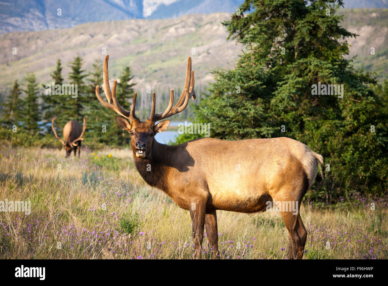 Rocky Mountain Elk, Cervus Canadensis Nelsoni, Jasper Nationalpark, Alberta, Kanada. Stockfoto