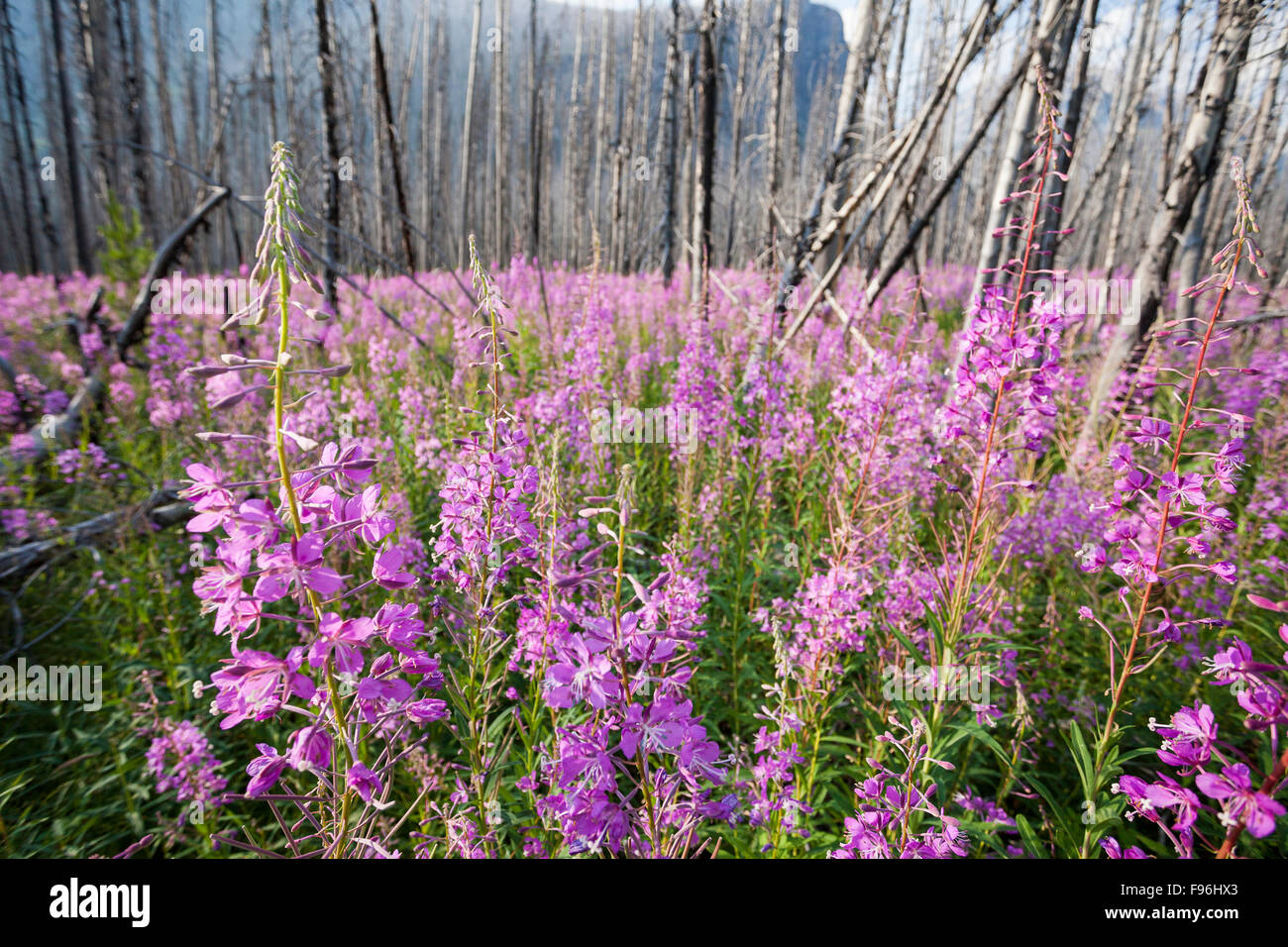 Weidenröschen, Chamerion Angustifolium, Kootenay National Park, Britisch-Kolumbien, Kanada Stockfoto