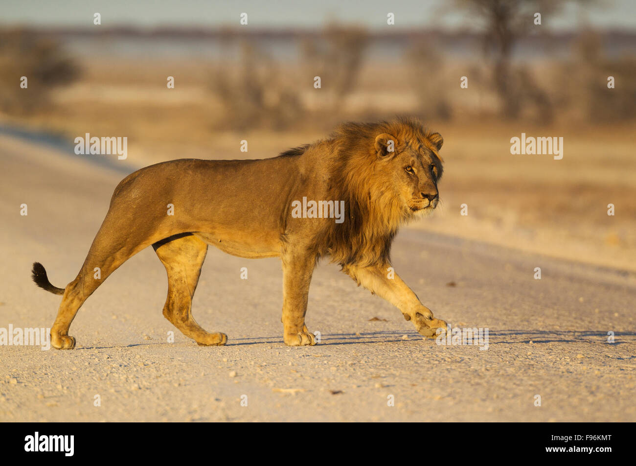 Löwe (Panthera Leo), Männlich, überqueren einen Schotterweg in den frühen Morgenstunden, Etosha Nationalpark, Namibia Stockfoto