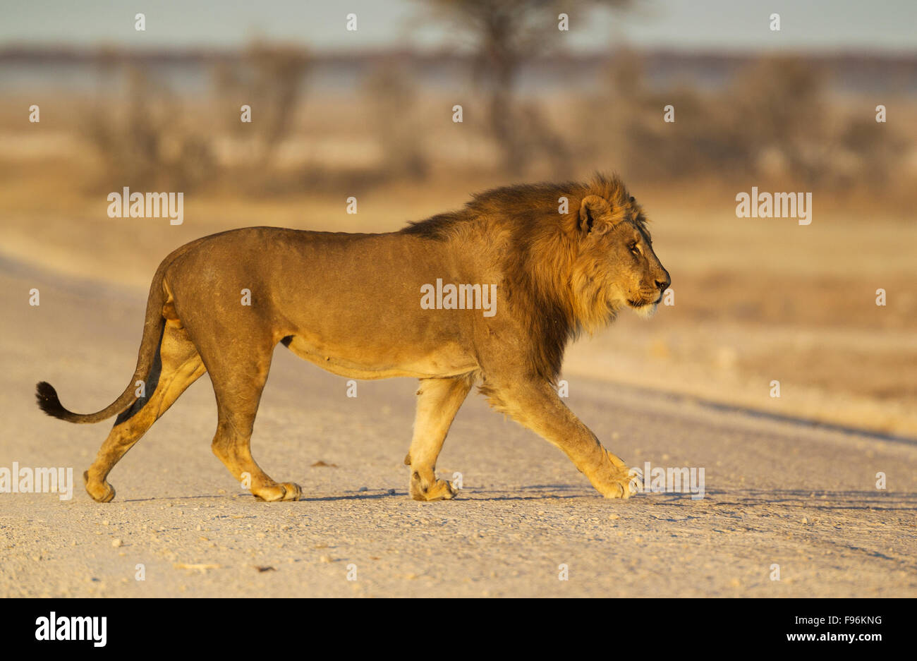 Löwe (Panthera Leo), Männlich, überqueren einen Schotterweg in den frühen Morgenstunden, Etosha Nationalpark, Namibia Stockfoto