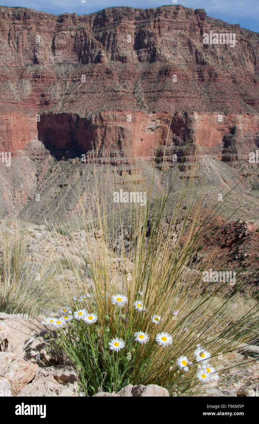 Navajo Berufkraut, Erigeron Concinnus, Tanner Trail, Colorado River, Grand Canyon, Arizona, Vereinigte Staaten von Amerika Stockfoto