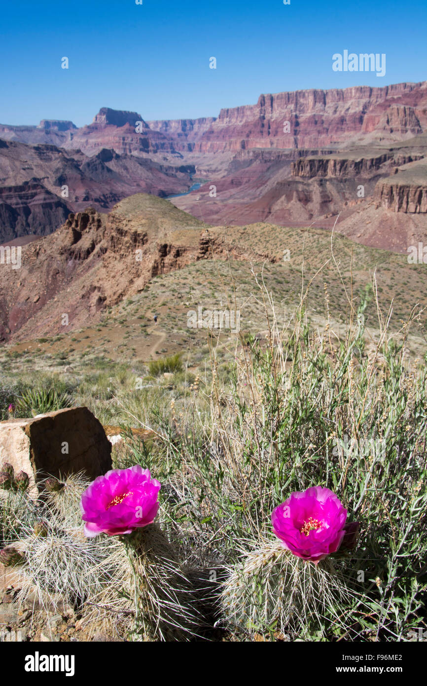 Grizzly Bear Feigenkaktus, Opuntia Erinacea, Tanner Trail, Colorado River, Grand Canyon, Arizona, Vereinigte Staaten von Amerika Stockfoto