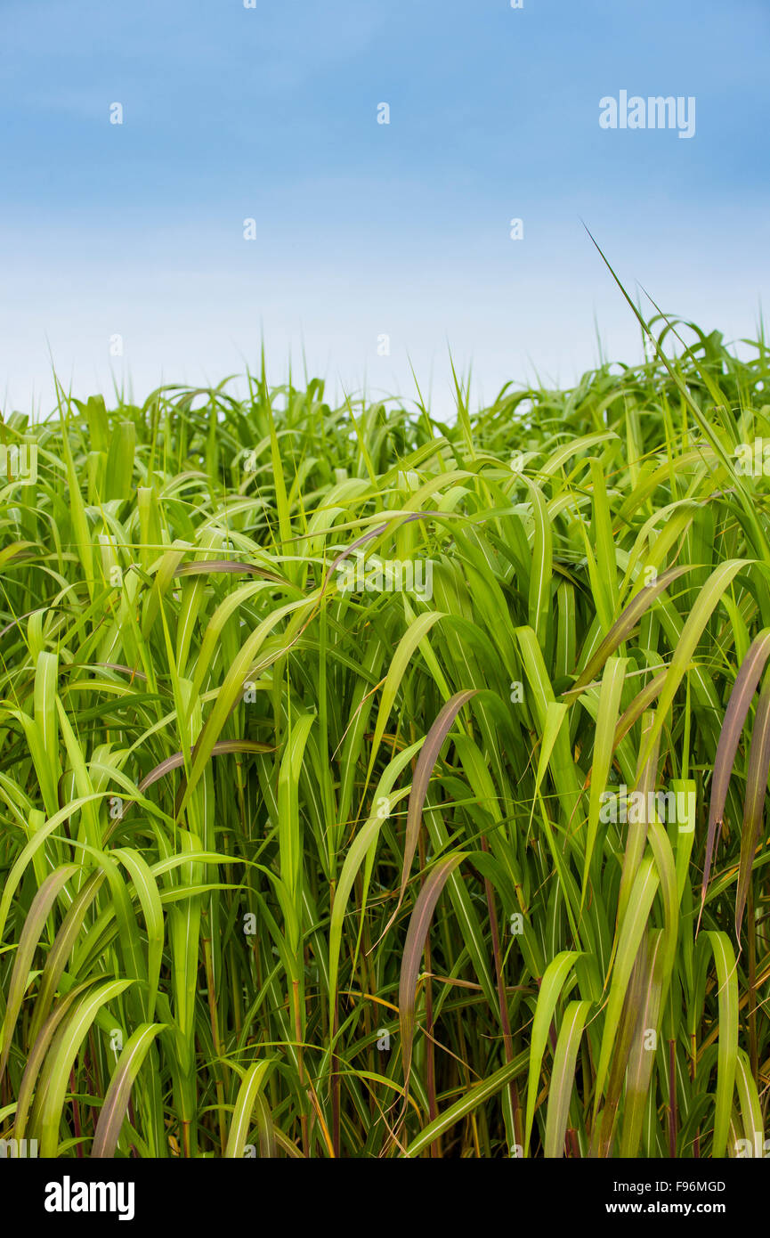 Ein Feld von 9' (3m) hohen Reife Miscanthus × Giganteus oder Elefantengras, wächst in einem Experiment in Biokraftstoff-Generation am Aberystwyth University Lloret (Institut für biologische, Umwelt- und Rural Sciences) Wales UK http://www.truthdig.com/report/item/elephant_grass_could_offer_viable_alternative_to_coal_20150930 Stockfoto