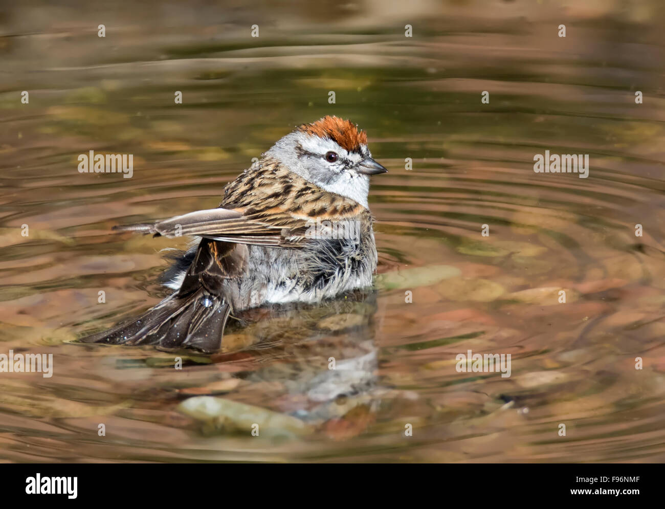 Ein männlicher Chipping-Spatz, Baden in einem Hinterhofteich in Saskatoon, Saskatchewan, Kanada Stockfoto