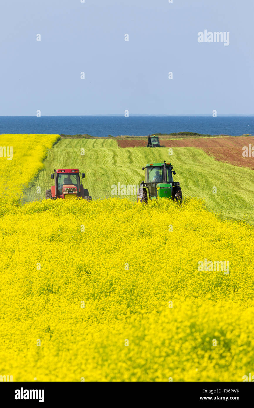 Traktoren schneiden Sareptasenf Feld, Tryon, Prince Edward Island, Canada Stockfoto