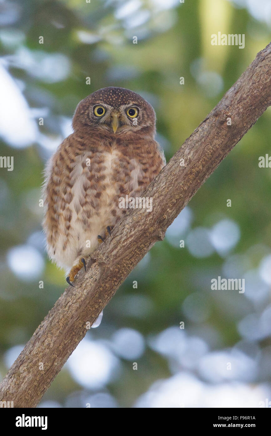 Kubanischen Owl Sperlingskauz (Glaucidium Siju) thront auf einem Ast in Kuba. Stockfoto