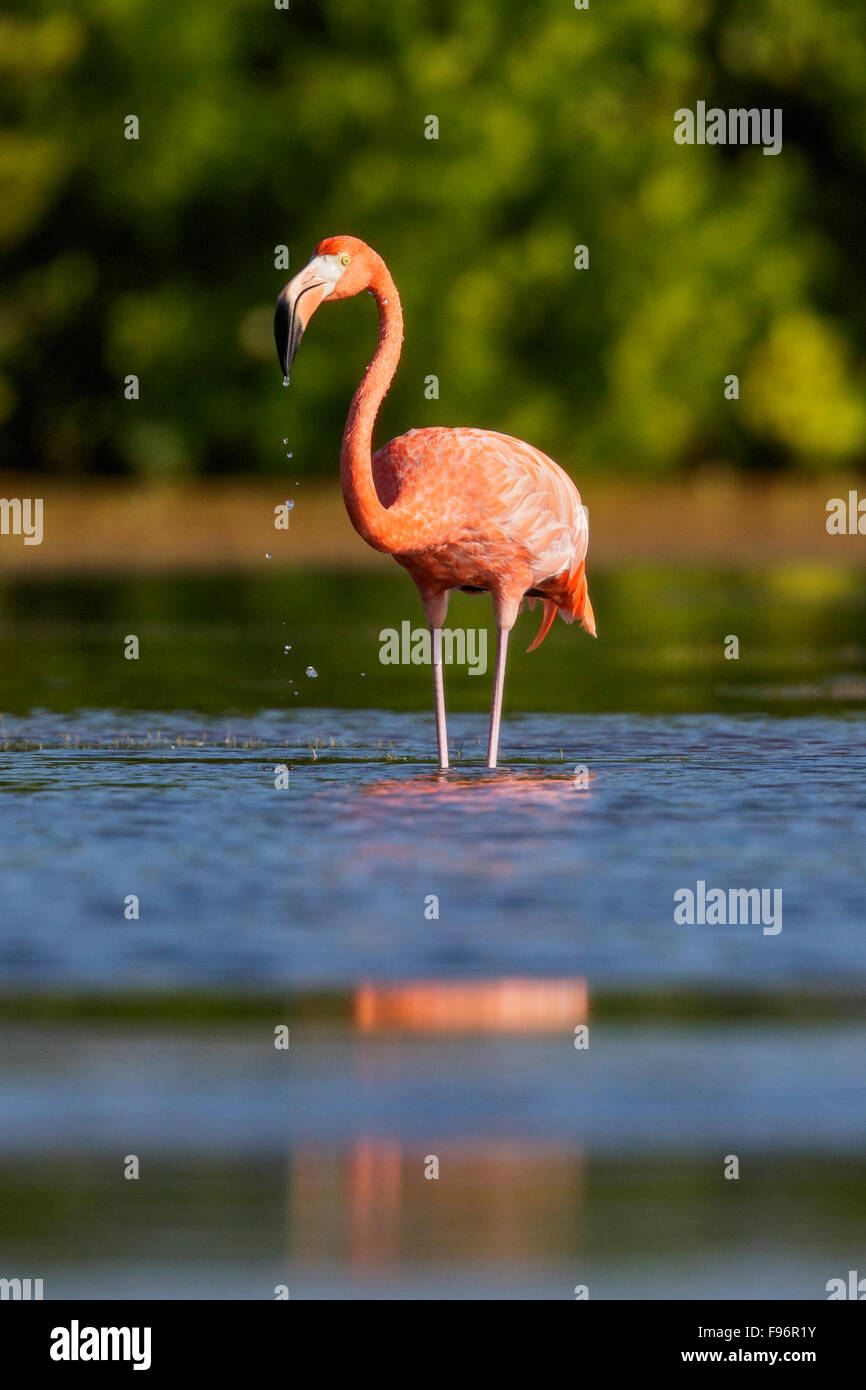 Amerikanische Flamingo (Phoenicopterus Ruber) Fütterung in einer Lagune in Kuba. Stockfoto