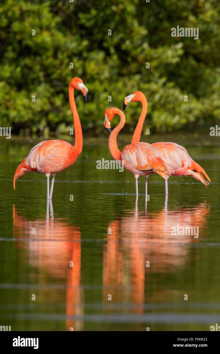 Amerikanische Flamingo (Phoenicopterus Ruber) Fütterung in einer Lagune in Kuba. Stockfoto