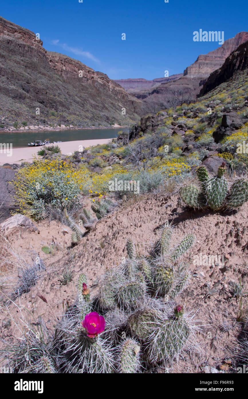 Brittlebush, Encelia Farinosa und Grizzly Bear Feigenkaktus, Opuntia Erinacea, Colorado River, Grand Canyon, Arizona, Stockfoto