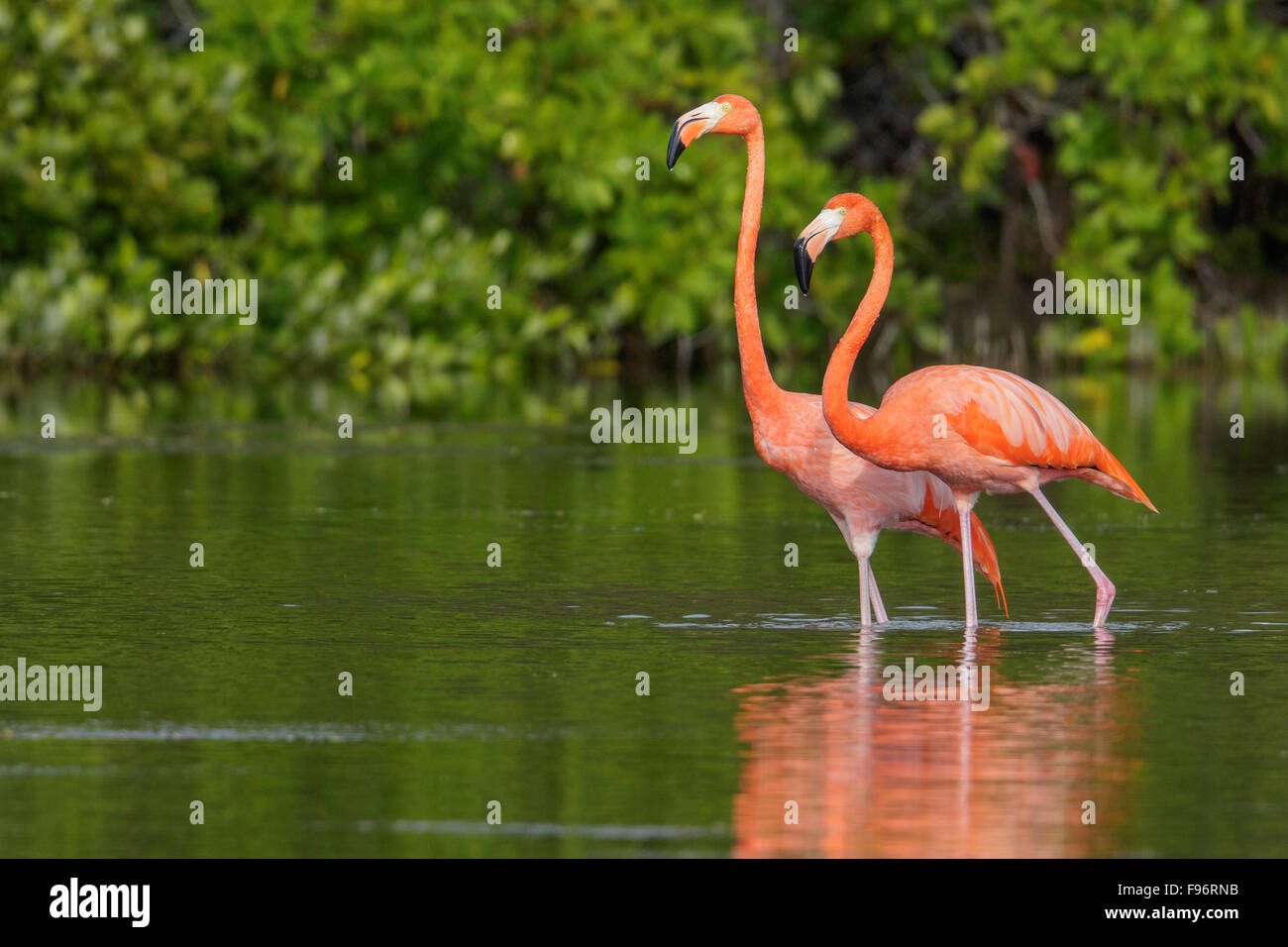Amerikanische Flamingo (Phoenicopterus Ruber) Fütterung in einer Lagune in Kuba. Stockfoto