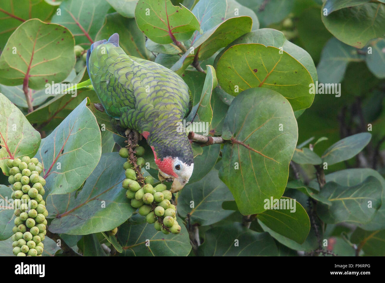 Kubanische Papagei (Amazona Leucocephala) thront auf einem Ast in Kuba. Stockfoto