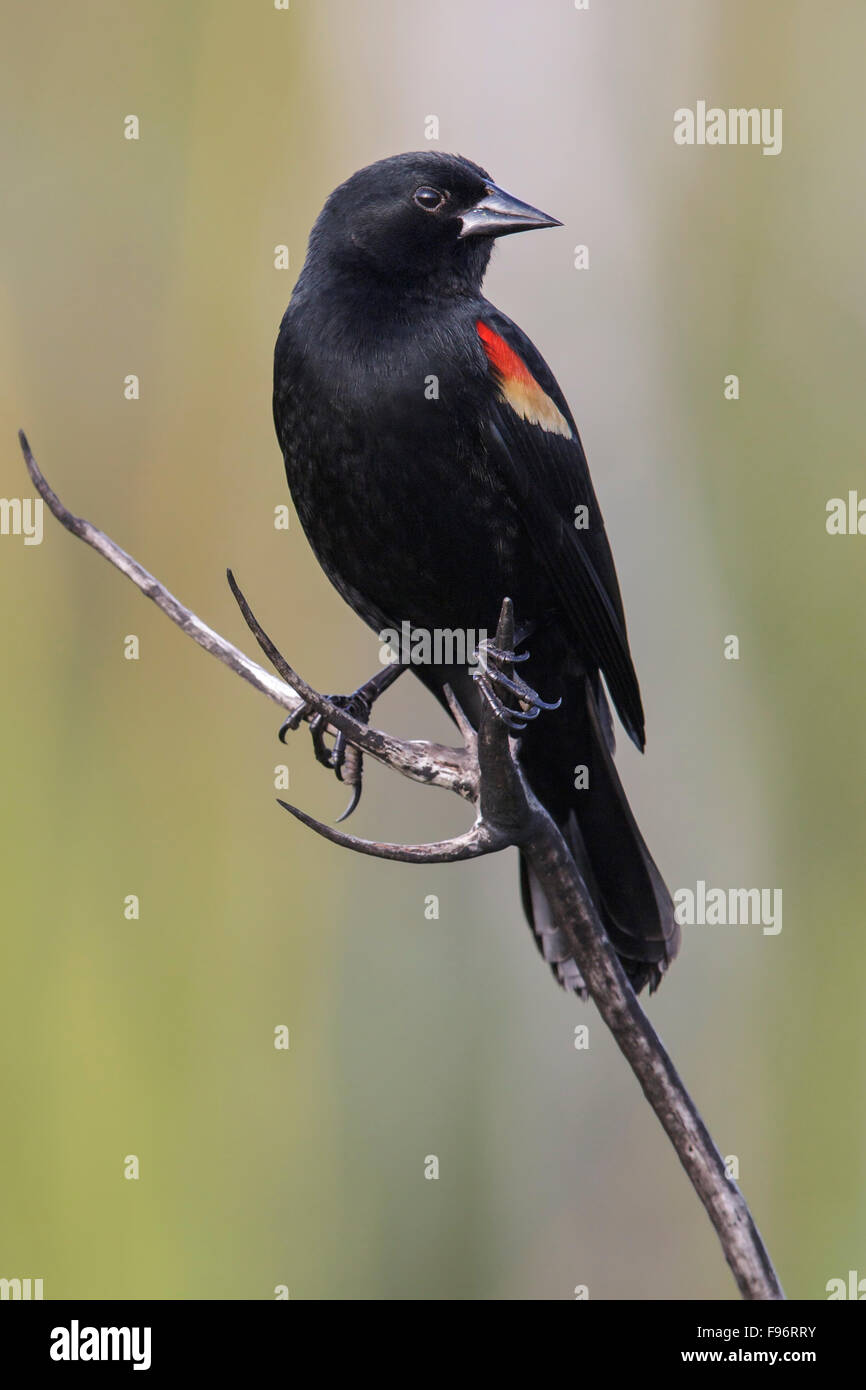 Redshouldered Blackbird (Agelaius Assimilis) thront auf einem Ast in Kuba. Stockfoto