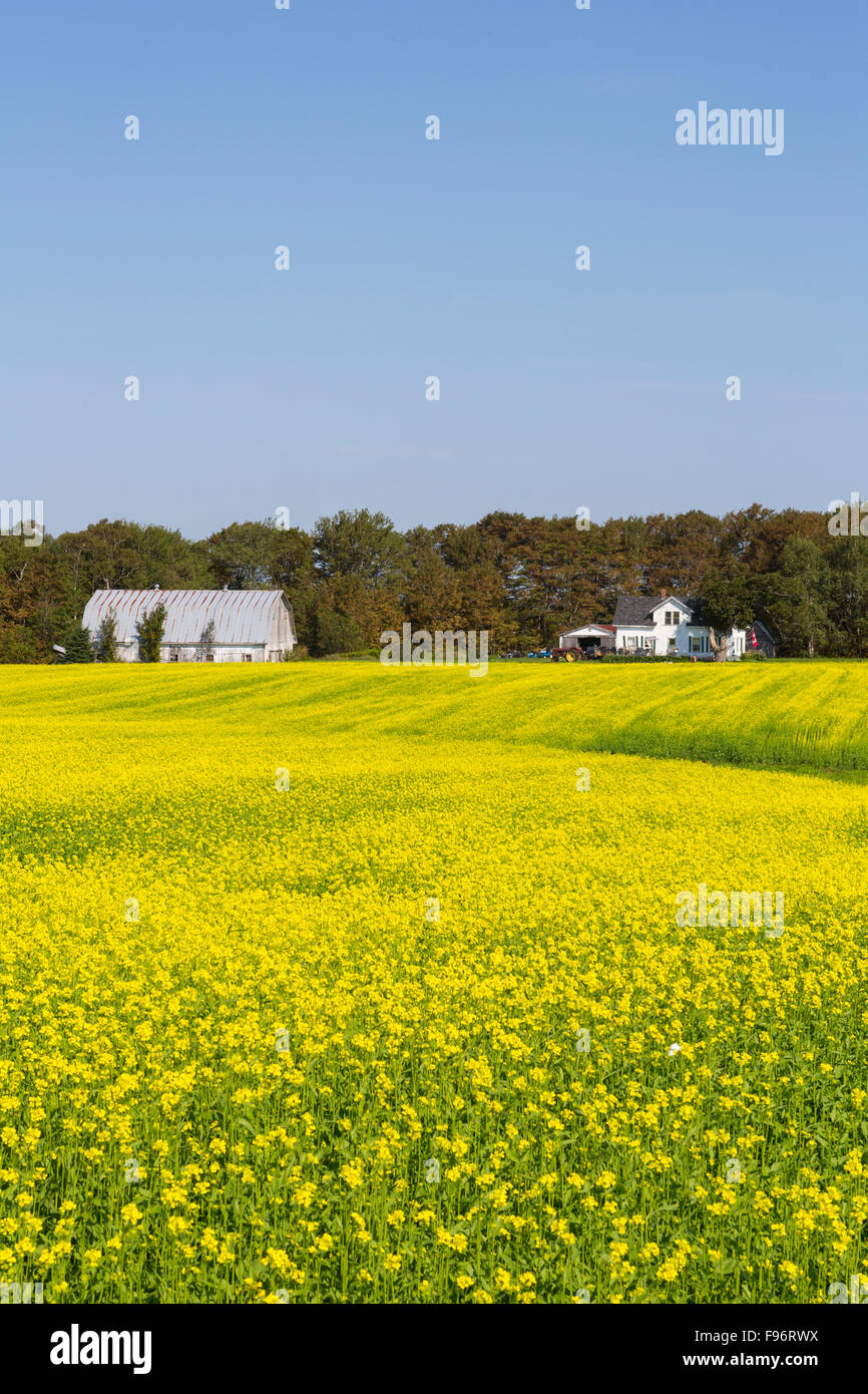 Bauernhof und Sareptasenf Feld in voller Blüte, Crapaud, Prince Edward Island, Canada Stockfoto