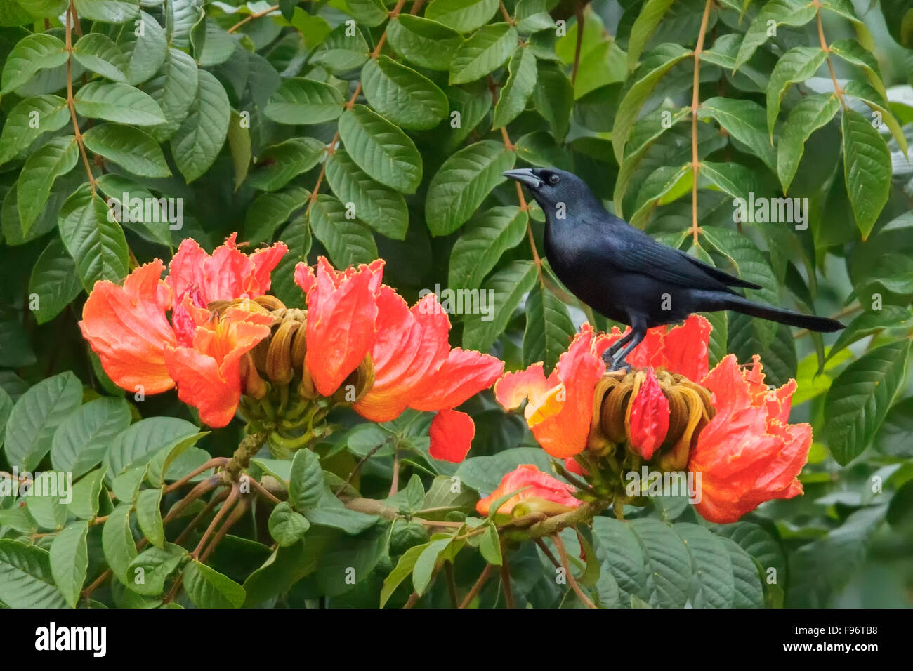Kubanische Blackbird (Dives Atroviolaceus) thront auf einem Ast in Kuba. Stockfoto